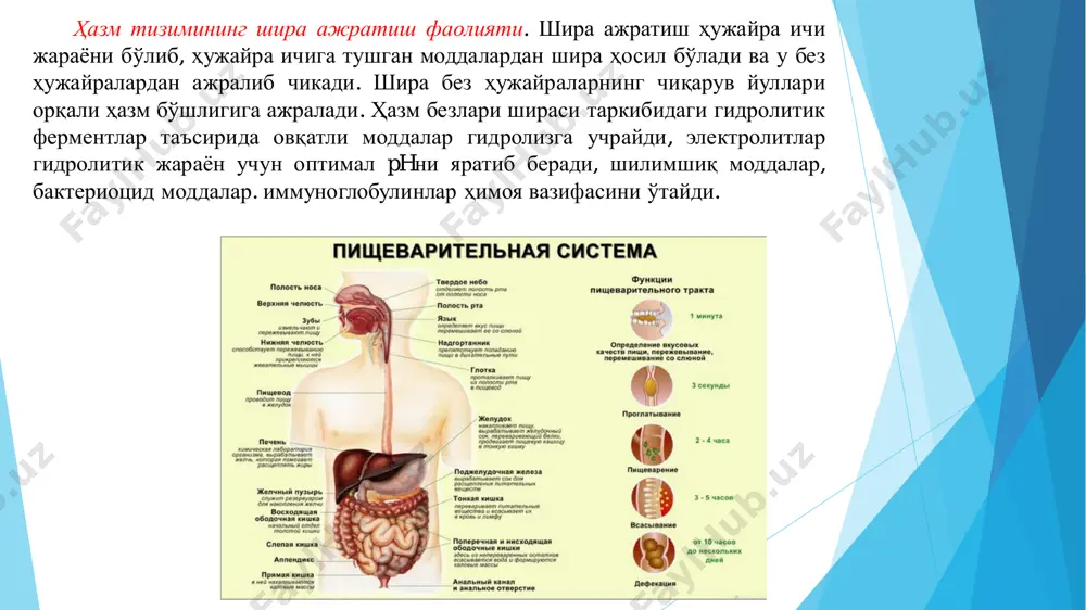 н ривожланади. сут ва доимий тишлар учун эмал куртаги умумий бўлади. куртакнинг орасига мезенхима моддасининг ўсиб кириши натижасида эмал куртаги иккига ажралади ва доимий тишларнинг куртаги чуқурлашади. ҳазмланиш оғиз бўшлиғидан бошланиб, у ерда озиқ модда тахлил қилинади, организмга зарарли моддалар тушишидан химоя қилади (лизоцим, нуклеаза, иммуноглобин, лейкоцитлар), луқма ҳосил қилиш амалга оширилади. оғиз бўшлиғида озуқа қисқа вақт (17 сек) бўлади, шунинг учун озуқа гидролизида ахамияти катта эмас, аммо ҳазмланишни бошқа бўлимларида ахамиятга эга (рецепторлар). оғизда озуқани ҳолатига қараб кимёвий ва механик ишлов берилади.чайнашни 5 та даври кузатилади: 1.тинч даври. 2.овқат луқмасини оғизга киритиш. 3.тусмоллаш(чамалаш). 4.чайнашнинг асосий даври. 5.овқат луқмасини ютишга тайёрлаш даври. ҳазм қилиш тизими фаол гормонлари ва пептидлари оғиз бўшлиғидаги ҳaзм. ҳазм оғиз бўшлиғидан бошланади, бу ерда озиқли моддалар механик ва кимёвий ишловдан ўтади. механик ишлов-озиқ моддаларнинг майдаланиши, уларнинг сўлак билан намланиши ва овқат луқмасининг ҳосил қилишидан иборат. кимёвий ишлов сўлак таркибидаги ферментлар таъсирида озиқ моддаларнинг гидролизга учрашидир. оғиз …