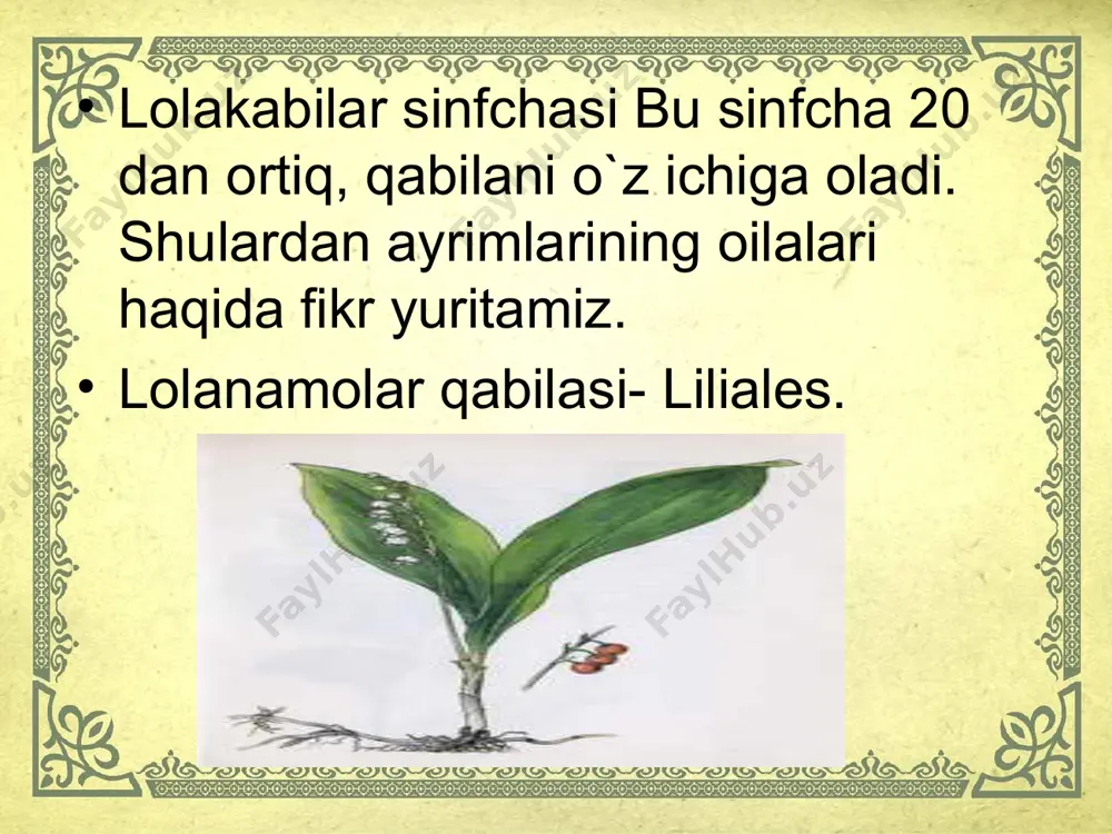 lolanamolar qabilasi - Page 2
