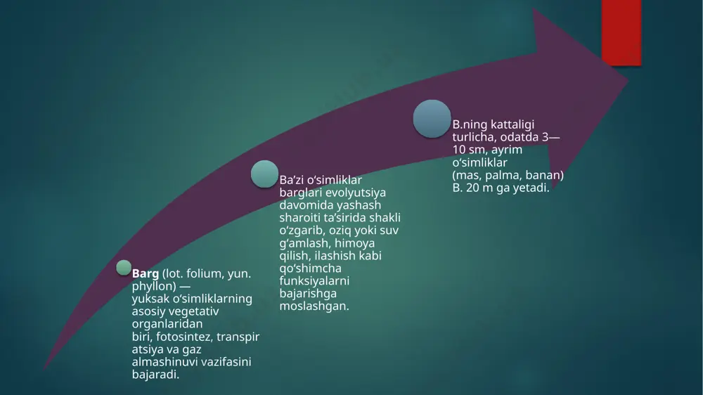 am juda qalin bo’ladi. hamma o’simlik barglarining ustki epidermasi kutikula qavati bilan qoplangan. barg eti ko’pchilik hollarda mezofill deyilib, uning hujayralari o’lchami va shakliga ko’ra turli xil bo’ladi. ko’pchilik o’simliklarda ular o’zaro zich joylashgan hujayralarning bir necha qavatidan iborat. mezofil barg yuzasiga perpendikulyar joylashib, polisad yoki ustunsimon parenxima deb ataladi. ularning hujayralarida juda ko’plab xloroplastlar bo’ladi. ustunsimon parenxima ostida tarkibida xloroplastlari kam bo’lgan noto’g’ri shaklli hujayralardan iborat g’ovak to’qima joylashadi. uning hujayralararo bo’shlig’ keng bo’ladi, ayniqsa ular suv o’simliklarida ko’p uchraydi va bu o’simliklar bargini suv yuzida suzib yurishiga yordam beradi. barg etini tashkil etuvchi bu ikkala to’qima assimilyatsiya vazifasini bajaradi va shu sababli assimilyatsion to’qima deb ataladi. serquyosh sharoitda o’simliklarda mezofill hujayralarning aksariyati cho’ziq shaklda bo’lib, ular ustunsimon parenximani hosil qiladi. salqin joylarda o’sadigan o’simliklarda esa bu to’qima mutlaqo bo’lmaydi yoki kam uchraydi. bu holni hatto bitta daraxtning turli shoxlaridagi bargida ham kuzatish mumkin. xususan,ustunsimon parenxima janub tomondagi barglarda …