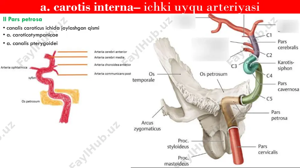anatomiya angiologiya dars 4 - Page 4