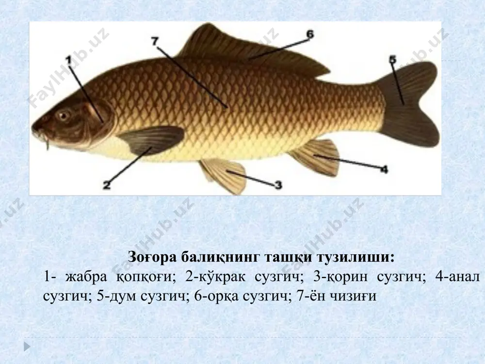 апанлар бўлмайди, аммо кўп турларида ичак тизимининг бошланғич қисмида пилорик (кўр) ўсимталар мавжуд. улар спирал клапанлар сингари ичакнинг ҳазм қилиш юзасини кенгайтиради ва озиқа массасининг ҳаракатини сусайтиради. бу ўсимталар сони 3 тадан (окунда) 200 тагача (скумбрияда) бўлади. жигар бир неча палладан иборат, у ўт пуфагига эга. нафас олиш органлари. жабра аппаратида жабралараро тўсиқларнинг бўлмаслиги, жабра япроқларининг бевосита жабра ёйларига қўшилиши, жабра қопқоқларининг ривожланиши билан тоғайли балиқларникидан фарқ қилади. нафас олиш жараёни жабра қопқоқлари ва оғизнинг ҳаракати натижасида жабра аппаратига сувни ҳайдаш ва ундан чиқариш туфайли кечади. тери ҳам нафас олишда қисман иштирок этади. балиқлар сувда эриган кислород билан нафас олади. қон айланиш системаси. тоғайли балиқлар сингари суякли балиқларда ҳам юрак икки камерали, қон айланиш доираси битта, юракда доимо вена (ифлос) қони бўлади. аммо, кўпчилик суякли балиқларда артериал қонус бўлмайди, бу орган уларнинг фақат тубан вакилларида сақланиб қолган. балиқнинг овқат ҳазм қилиш ва айириш органлари: 1-ошқозон; 2-сузгич пуфаги; 3-тухумдон; 4-оғиз; 5-қизилўнгач; …