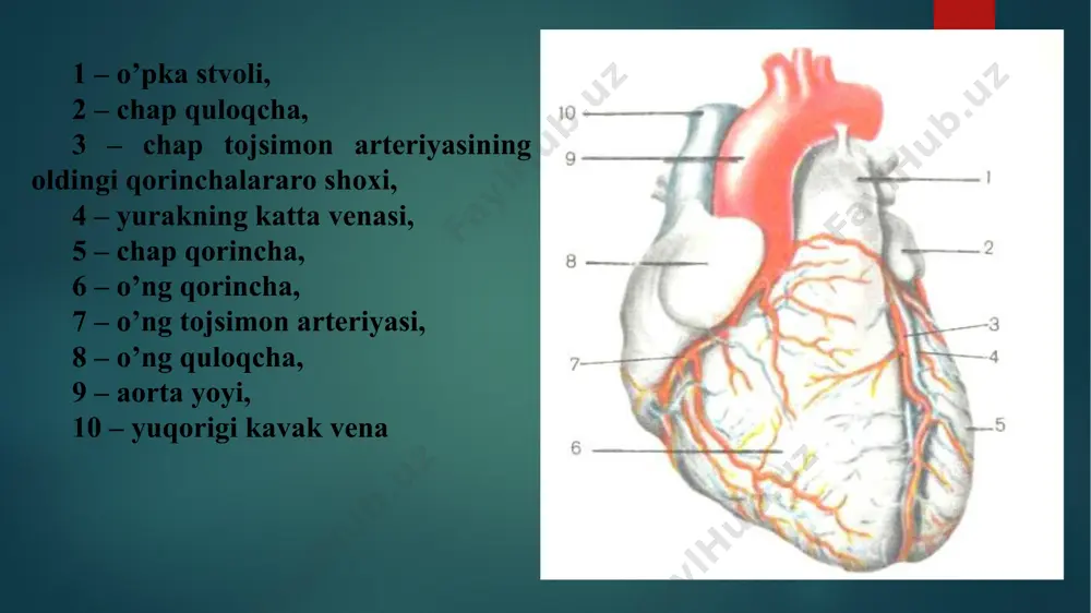 ki aylanma joylashib, ikkala bo’lmachani o’rab turadi. chuqur qavati bo’ylama joylashgan muskul tolalaridan iborat bo’lib, har ikkala bo’lmachani alohida qoplab turadi. qorinchalarda muskullar uchta qavatni hosil qiladi. yupqa bo’lgan yuza qavat ikkala qorincha uchun umumiy bo’lib, uzunasiga joylashgan muskul tutamlaridan tashkil topgan. muskul tolalari fibroz halqalardan boshlanib pastga qarab qiya yo’naladi va yurakning uchida burmani hosil qilib ichki bo’ylama qavatga o’tib, yuqorigi chetlari bilan fibroz halqalarga birikadi. tashqi va ichki bo’ylama qavatlar orasida sirkulyar joylashgan o’rta qavati o’rnashadi epikard – yurak xaltasini hosil qiladigan seroz par-daning vistseral varag’i bo’lib, yurak, o’pka stvoli, aorta va kovak venalar sohasini ustki tomondan qoplab, xaltaning (perikard-ning) seroz pardaning parietal varag’iga o’tadi. epikard usti mezoteliy bilan qoplangan va yupqa biriktiruvchi to’qimali plastinkadan iborat. yurakka keladigan nervlar simpatik chegara stvolidan, adashgan nervdan, bo’yin va ko’krak sohasidagi orqa miya tugunlaridan boshlanadi. perikard – berk xalta bo’lib, ikki qavatdan tashqi – fibroz perikard va ichki – seroz perikarddan …