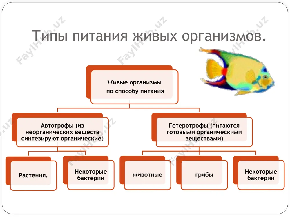 эволюция пищеварительной системы животных - Page 4