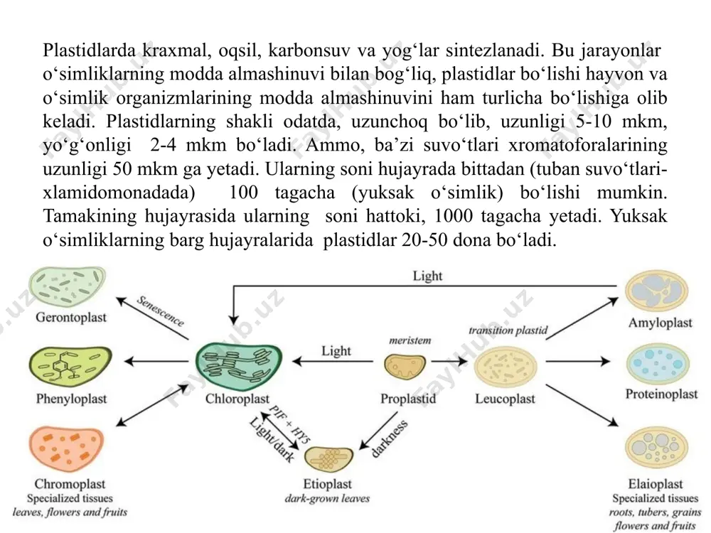 idan oqsil molekulalari qavati bilan chegaralanadi, ularning oralig‘ida xlorofill va lipid molekulalari joylashadi xloroplastlarning ranggi faqat xlorofilga bog‘liq bo‘lmaydi, ular karotin va karotinoidlarni ham ushlaydi. ular sariqdan qizil va jigarranggacha bo‘yaladi. bundan tashqari, fikobilinlardan fikotsianin va fikoeritrinlar bo‘ladi, ular qizil va ko‘k-yashil suvo‘tlarida uchraydi light-dependent reactions of photosynthesis at the thylakoid membrane xloroplastlar sitoplazma ichida doimo harakatlanadi. yorug‘lik ta’sirida ular hujayra ichidagi o‘rnini o‘zgartirishi mumkin. kuchli yorug‘lik xloroplastlarda manfiy fototaksis qo‘zg‘atib, ular hujayraning yon devoriga to‘planadi va o‘zlarining o‘tkir qirralarini yorug‘lik manbaiga qaratadi. kuchsiz yorug‘lik xloroplastlarda musbat fototaksis ko‘zg‘atib, ular hujayraning yorug‘lik manbaiga nisbatan perpendikulyar joylashgan devoriga to‘planadi va o‘zlarining keng sathini nurga toblaydi. buning biologik mohiyati shundaki, birinchi holda xloroplast kuchli yorug‘likdan kuyib qolishdan saqlansa, ikkinchi holda xloroplast o‘zining keng sathi bilan yorug‘likdan ko‘proq foydalanish imkoniyatiga ega bo‘ladi. fotosintez apparatining pigmentlari yuksak yashil o‘simliklar va yashil suvo‘tlarga yashil tus berib turgan pigmentlar, kvantasomalarda joylashgan bo‘ladi. bular fotosintez jarayonida yorug‘lik …