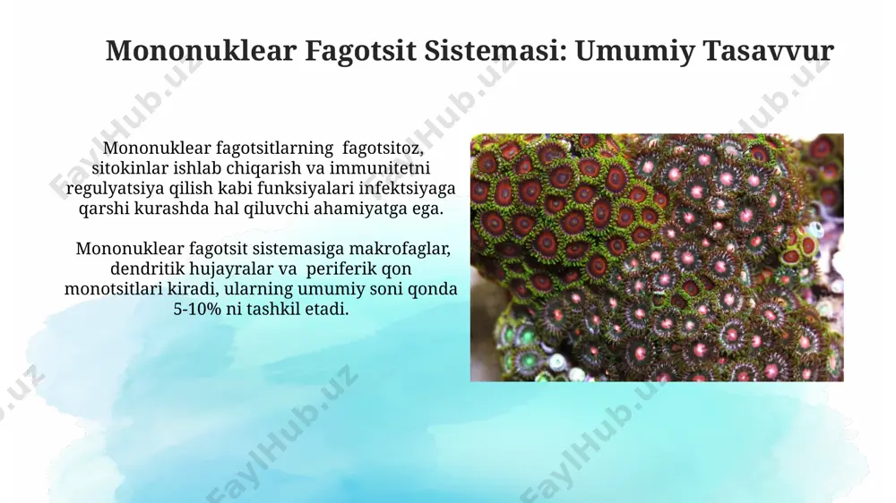 mononuklear fagotsit sistemasi - Page 4