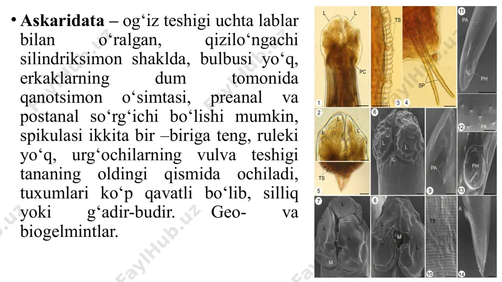 nematodlarning diagnostikasi - Page 4