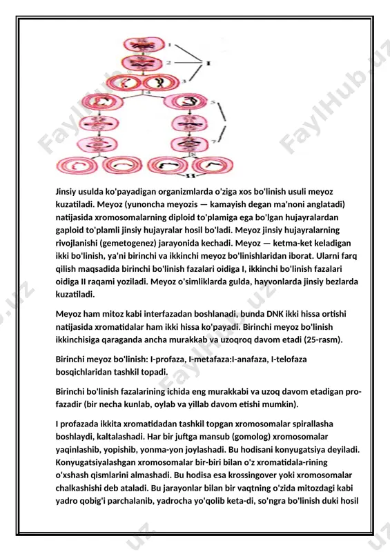 bo'linish fazalari oidiga ii raqami yoziladi. meyoz o'simliklarda gulda, hayvonlarda jinsiy bezlarda kuzatiladi. meyoz ham mitoz kabi interfazadan boshlanadi, bunda dnk ikki hissa ortishi natijasida xromatidalar ham ikki hissa ko'payadi. birinchi meyoz bo'linish ikkinchisiga qaraganda ancha murakkab va uzoqroq davom etadi (25-rasm). birinchi meyoz bo'linish: i-profaza, i-metafaza:i-anafaza, i-telofaza bosqichlaridan tashkil topadi. birinchi bo'linish fazalarining ichida eng murakkabi va uzoq davom etadigan pro-fazadir (bir necha kunlab, oylab va yillab davom etishi mumkin). i profazada ikkita xromatidadan tashkil topgan xromosomalar spirallasha boshlaydi, kaltalashadi. har bir juftga mansub (gomolog) xromosomalar yaqinlashib, yopishib, yonma-yon joylashadi. bu hodisani konyugatsiya deyiladi. konyugatsiyalashgan xromosomalar bir-biri bilan o'z xromatidala-rining o'xshash qismlarini almashadi. bu hodisa esa krossingover yoki xromosomalar chalkashishi deb ataladi. bu jarayonlar bilan bir vaqtning o'zida mitozdagi kabi yadro qobig'i parchalanib, yadrocha yo'qolib keta-di, so'ngra bo'linish duki hosil bo'ladi. i profazaning o'ziga xos xususiyati gomolog xro-mosomalar konyugatsiyalanishi va o'xshash qismlari bilan almashinishidir. i metafazada juftlashgan xromosomalar hujayraning …