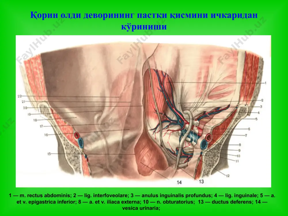 чов, сон, киндик ва қорин оқ чизиғи чурралари - Page 3