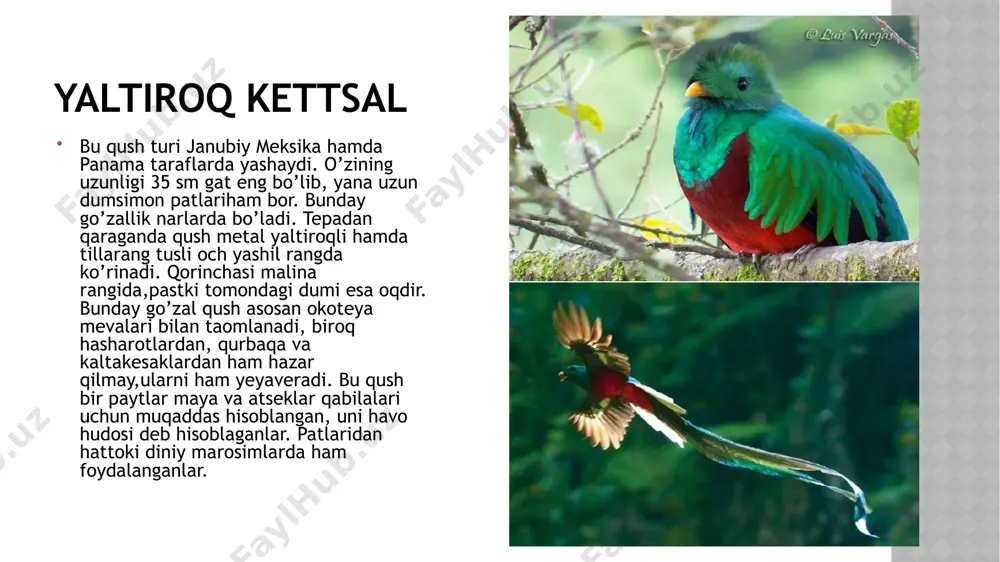 gypaetus barbatus (linnaeus, 1758) ssp. hemahalanus (hutton, 1838)) 22.jurchi ( kal jurchi) (neophron percnopterus (linnaeus, 1758) ssp. percnopterus (linnaeus 1758) 23.qumoy (gyps himalayensis hume, 1869) 24.oq boshli qumoy( gyps fulvus hablizl, 1783 ssp. fulvus hablizl, 1783) 25.tasqara (aegypius monachus (linnaeus, 1766)) 26.ilonburgut (circaetus gallicus (s.g. gmelin, 1788) ssp. heptneri dementiev, 1932) 27.cho’l buktargisi (circus macrourus (s.g. gmelin, 1771)) 28.cho’l burguti (aquila rapax (temminsk, 1828) ssp. orientalis cabanis, 1854 ssp. nipalensis hodgson, 1833 ) 29.katta olachipor burgut (aquila clanga pallas, 1811) 30.qironqaro (aquila heliaca savigny, 1809 ssp. heliaca savigny, 1809) 31.burgut (aquila chrysaetos linnaeus, 1758 ssp. fulva linnaeus, 1758 ssp. daphanea severtzov, 1888 ) 32.qirg’iy burgut (hieraaetus fasciatus (vieillot, 1822) ssp. fasciatus (vieillot, 1822)) 33.kichik burgut (hieraaetus pennatus (s.g. gmelin, 1788) ssp. milvoides (jerdon, 1839)) 34.kuyka(cho’l miqqiysi) (falco naumanni fleischer, 1818) 35.itolg’i (falco cherrug j.e. gray, 1834 ssp. coatsi dementiev, 1945 ssp. cherrug j.e. gray, 1834 ssp. milvipes jerdon, 1871 ) …