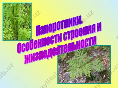 папоротники — PPT