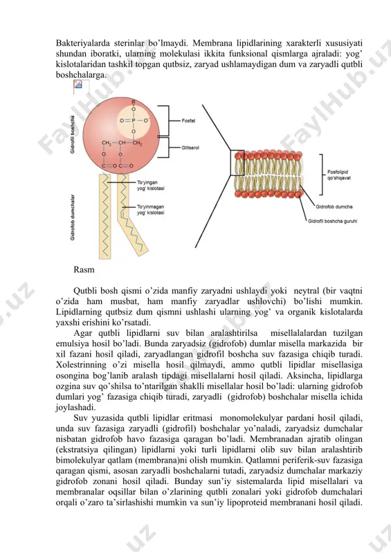ng lipid va oqsillarining massasi deyarli teng (40 -60 %), ammo son jihatidan mayda lipid molekulalari ko’proq bo’ladi. lipidlarning turli-tumanligi yuqori emas, oqsillarning turli–tumanligi esa yuqori bo’ladi. lipidlarga organik moddalarning suvda yomon eriydigan (gidrofob) va organik kislota va yog’larda yaxshi eriydigan (lipofil) lari kiradi. hujayra membranasida uchrovchi lipidlarning o’ziga xoslilari gliserolidlar (kefalin, letsitin, kardiolipin), sfingolipidlar (sfingomielin, serebrozid) va xolestrinlardir. o’simlik hujayralarida xolestrin topilgan emas,ularda fitosterinlar uchraydi. bakteriyalarda sterinlar bo’lmaydi. membrana lipidlarining xarakterli xususiyati shundan iboratki, ularning molekulasi ikkita funksional qismlarga ajraladi: yog’ kislotalaridan tashkil topgan qutbsiz, zaryad ushlamaydigan dum va zaryadli qutbli boshchalarga. rasm qutbli bosh qismi o’zida manfiy zaryadni ushlaydi yoki neytral (bir vaqtni o’zida ham musbat, ham manfiy zaryadlar ushlovchi) bo’lishi mumkin. lipidlarning qutbsiz dum qismni ushlashi ularning yog’ va organik kislotalarda yaxshi erishini ko’rsatadi. agar qutbli lipidlarni suv bilan aralashtirilsa misellalalardan tuzilgan emulsiya hosil bo’ladi. bunda zaryadsiz (gidrofob) dumlar misella markazida bir xil fazani hosil qiladi, zaryadlangan …