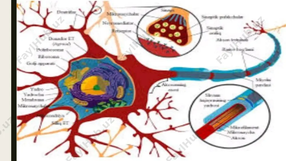 nerv hujayralarida metobolizm jarayonlari - Page 5