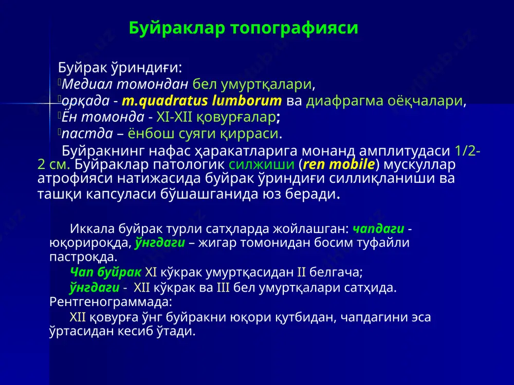 siydik chiqaruv a'zolarining anatomiyasi - Page 5