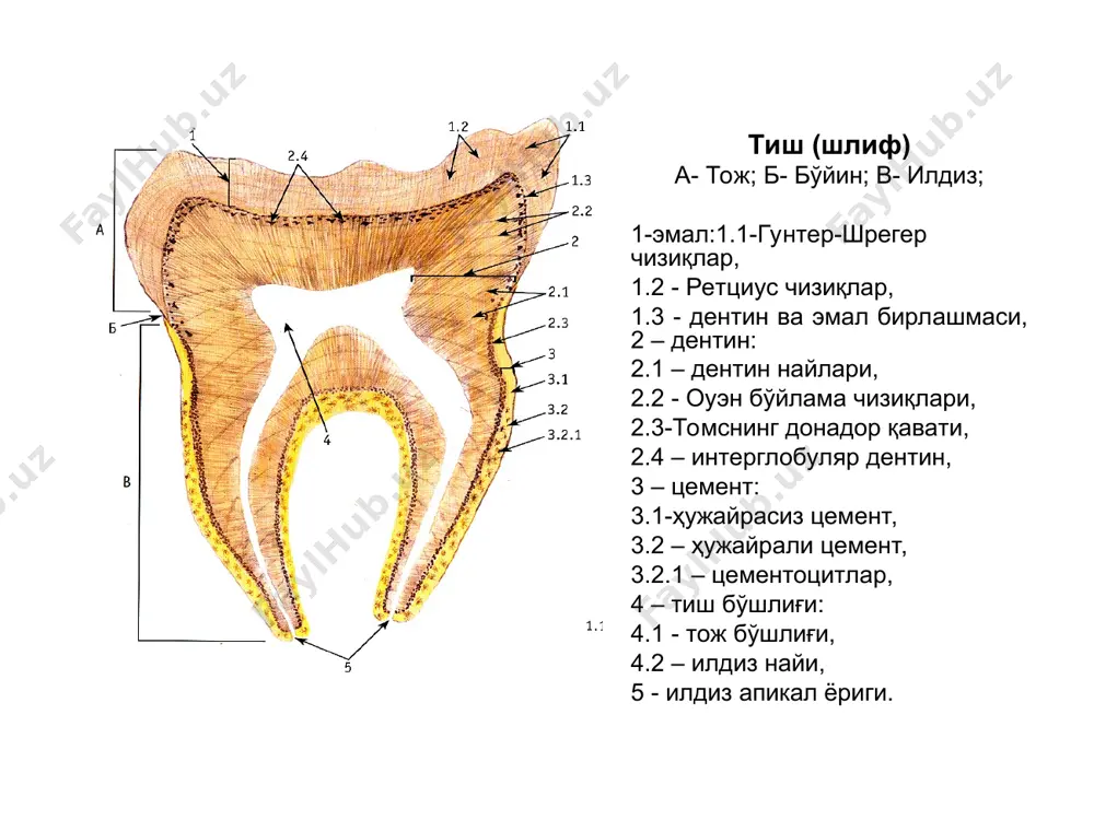 ҳазм системаси. оғиз бўшлиғи аъзолари - Page 5