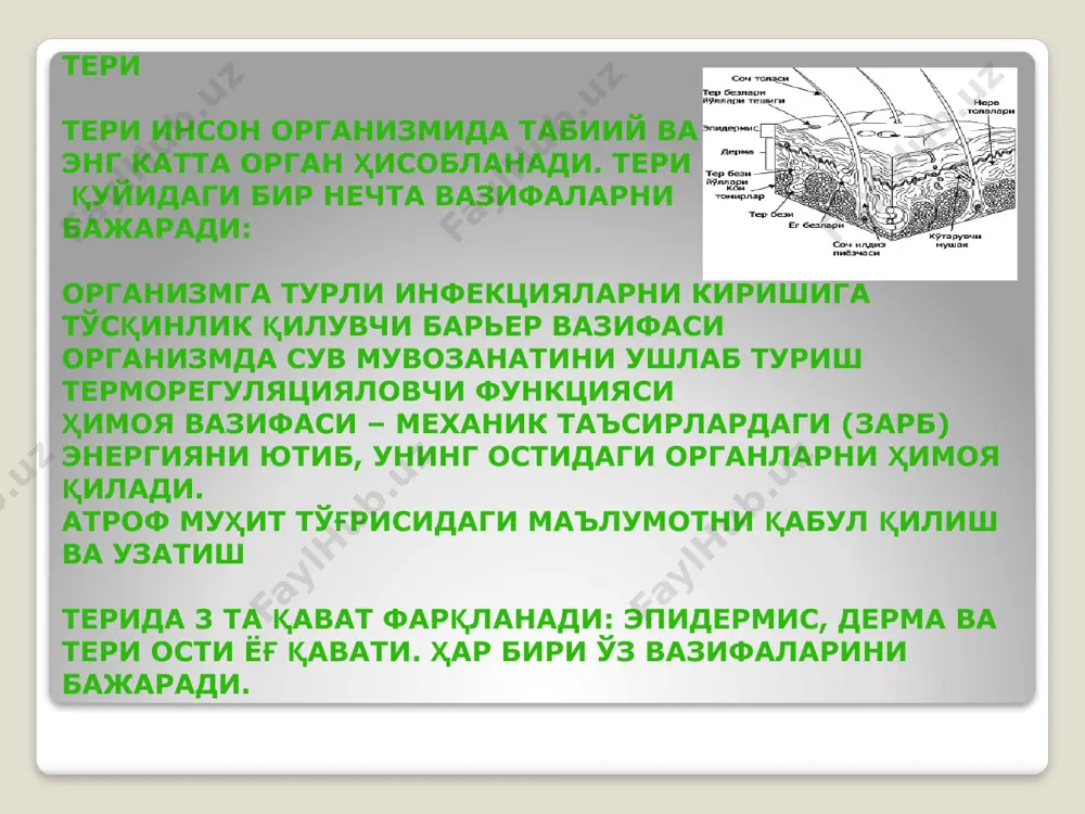 такт натижасида эпидермис ва дерма қаватнинг бир қисми йўқолиши билан харкатерланади. тирналишларда етарлича кучли оғриқ билан харкатерланади. аммо юзаки бўлиб, унчалик қон кетиш кузатилмайди. йиртилишлар йиртилишлар – бу терининг турли узунликдаги ва чуқурликдаги жароҳатланишларига айтилади. улар тўғри чизиқли (текис) ва юлдузсимон (четлари нотекис) бўлиши мумкин. кўп ҳолларда йиртилишларга ўткир предмет билан контактлар олиб келади. улар алоҳида ўзи ёки комбинация ҳолида яъни юмшоқ тўқималарнинг бошқа тур жароҳатлари – гематома, тирналишлар, авульсиялар ва эзилишлар билан бирга учраши мумкин. қон кетишлар йиртилашларда турли хил бўлиб, оддий кам миқдордан то кучли қон кетишлар билан характерланади. чуқур йиртилишлар катта қон томирларнинг жароҳатланиши билан бирга келади. бу эса жуда кучли хавф соладиган қон кетишларга олиб келади. шунинг учун беморни бирламчи кўрувда ушбу қон кетишни дарҳол тўхтатиш керак. юқоридагиларга қўшимча равишда шуни айтиш керакки, тананинг кучли қон билан таъминланувчи қисмларининг, яъни юз, бошнинг соч қисмининг юмшоқ тўқимаси ва генитали соҳаларининг йиртилиши, кучли қон йўқотишларга олиб келади. авульциялар …