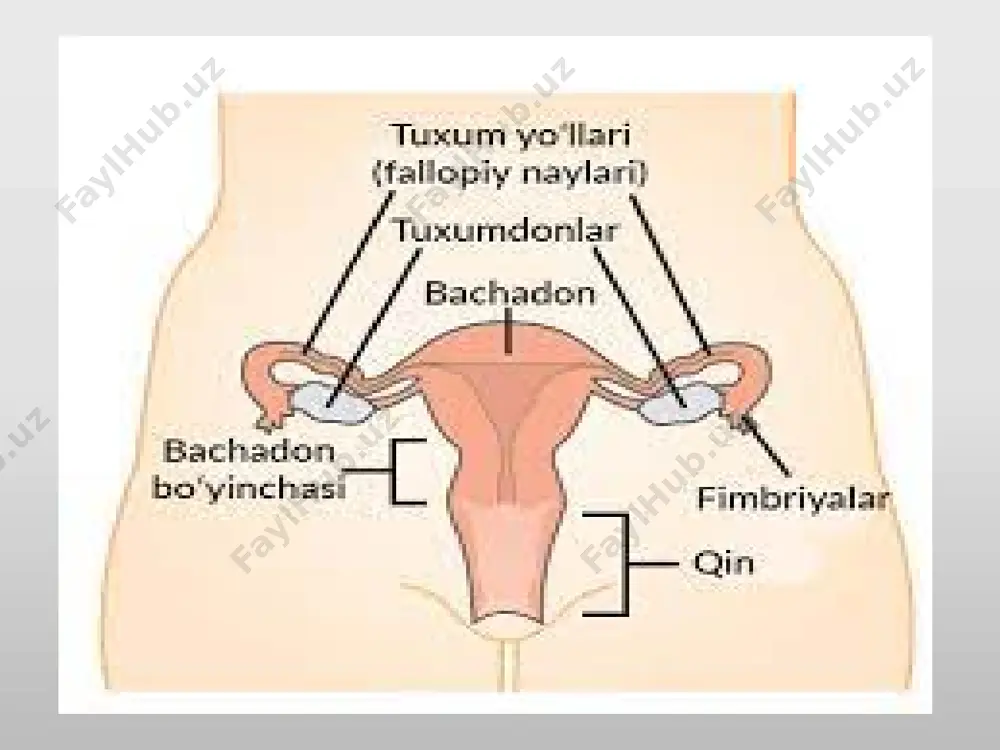 stromasi). uning atretik tanadan farqi markazida qon tomirlarga boy briktiruvchi to’qima joylashgan, arrofini esa yirik epitelial endokrin xujayralar zich o’rab turadi (lyuteinotsitlar). mag’iz moddada siyrak briktiruvchi to’qimadan yirik qon tomirlar va embryonal davrda saqlanib qolgan epiteliy xujayralarning tasmasi joylashgan follikullar qoplam sut emizuvchilarda va odamda- murakkab rivojlanadi. ayol tuxumdoni briktiruvchi to’qimali asosan stomadan tuzilgan bo’lib bunda ichki-miyali qism va sirtiga yaqin joylashgan po’stloqli qatlam farq qilinadi. bezning hamma joyi tashqaridan bir qatlamli boshlang’ich epiteliy bilan qoplangan. tuxumdonning rivojlanishi protsessida uning po’stloq moddasida pflyuger xaltalari deb ataluvchi, jinsiy xujayralarning gurppalari ajraladi. har bir shunday xaltacha yassi fallikular xujayralardan xosil bo’lgan va ichida hali bo’linishi davom etgan yetilayotgan bir qancha ovogoniylar saqlaydi. qiz bolani tug’ilishi vaqtiga kelib ovogoniylarni ko’payishi to’xtaydi, ular o’sa boshlaydi va ovotsitlarga aylanadi. ovotsitlar xaltalarda ayrilib ketadi va tuxumdon stromasida erkin yotadi. xar bir ovotsit yassi fallikular xujayralar bilan o’rab olinadi, shuning natijasida birlamchi (primordial) follikul xosil bo’ladi. birlamchi …