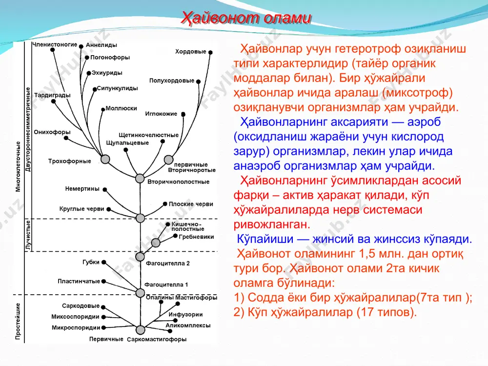 бўлиниш, ёки кўплаб бирваракайига бўлиниш - шизогония, бунда бир нечта қиз ҳўжайралар ҳосил бўлади. жинсий кўпайиш - конъюгация жинсий ҳўжайраларнинг копуляцияланиши (инфузорияларда) туфайли юз беради. хилма-хиллиги. 40 мингга яқин тури бор. содда ҳайвонвонлар типига умумий тавсиф хивчинлилар синфи ўсимликсимон хивчинлилар (яшил эвглена , вольвокс) ҳайвонсимон хивчинлилар (трипаносома, лейшмания, лямблия, трихомонада) илдизоёқлилар синфи сохтаоёқлилартуркуми: (амебалар, чиғаноқли амёбалар, фораминифералар) радиоляриялар туркуми: нурлилар туркуми: содда ҳайвонлар типи (protozoa) * подцарство простейшие (protozoa) общая характеристика к подцарству простейшие относятся одноклеточные животные, каждой особи присущи все основные жизненные функции: обмен веществ, раздражимость, движение, размножение. есть и колониальные виды. среды обитания: морские и пресные водоемы, почва, организмы растений, животных и человека. строение. клетка простейших является самостоятельным организмом, имеющим одно или несколько ядер. в цитоплазме находятся как органоиды, характерные для клеток многоклеточных животных (митохондрии, рибосомы, комплекс гольджи и др.), так и органоиды, свойственные только этой группе животных (стигмы, трихоцисты, аксостиль и другие органоиды). цитоплазма ограничена наружной мембраной, …