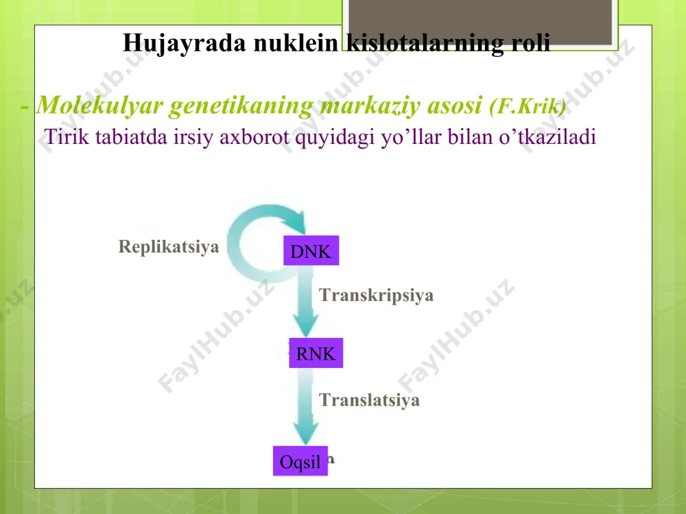 ya tashuvchisi bo’lib hizmat qiladi (atf) δgº = – 7,3 kkal/mol nukleotidlarning boshqa funksiyalari 2. nukleotidlar boshqa guruhlar bilan bog’lanib kofermentlik vazifasini bajaradi (соа, fad, nad). koenzim а nukleotidlarning boshqa funksiyalari nukletodli kofermentlar nad+ fad nukleotidlarning boshqa funksiyalari 3. nukleotidlar hujayrada signallarning uzatilishida qatnashadi ( сamp, cgmp). nuklein kislotalarning birlamchi tuzilishini aniqlash polinukletid zanjir ferment-restriktazalar va maxsus kimyoviy moddalar bilan fragmentlarga parchalanadi. olingsn fragment tuzilishi aniqlaniladi. nuklein kislota qaytadan rekonstruksiya qilinadi. nuklein kislotalarning fazoviy tuzilishi. dnk uotson va krikning qo’sh spirali (1953 y.): 2 ta nk-zanjiri bir-biri bilan vodorod bog’lari orqali bog’langan va o’z o’qi atrofida o’ngga buralgan spiral hosil qiladi. 2 ala zanjir дo’zaro antiparallel va komplimentar, ya’ni ko’ndalang yo’nalgan vodorod bog’lari har doim c va g (3 ta bo’g) yoki а va т (2 ta bog’) o’rtasida hosil bo’ladi. dnk ning fazoviy tuzilishi asoslarning komplementarligi а т g c dnk qo’sh spirali h = 0,34 nm - bitta …