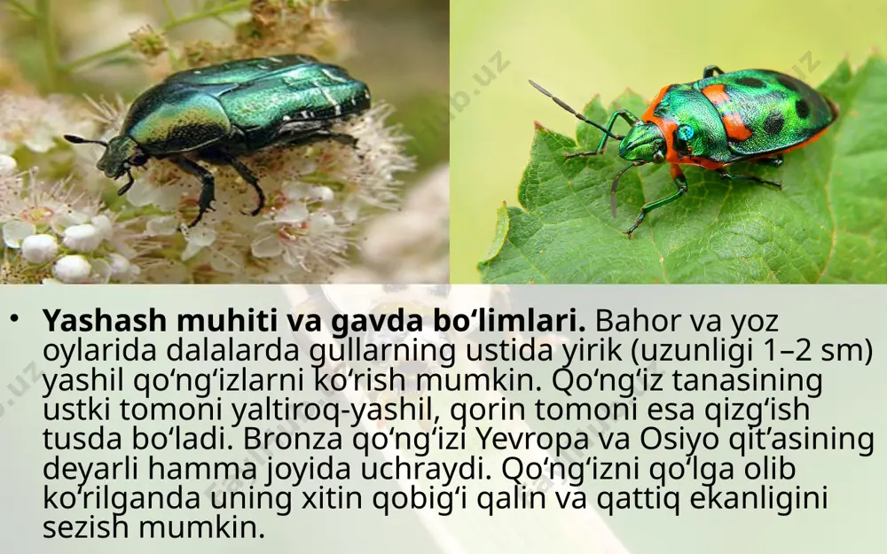 yashil bronza qo‘ng‘izining tashqi tuzilishi - Page 3