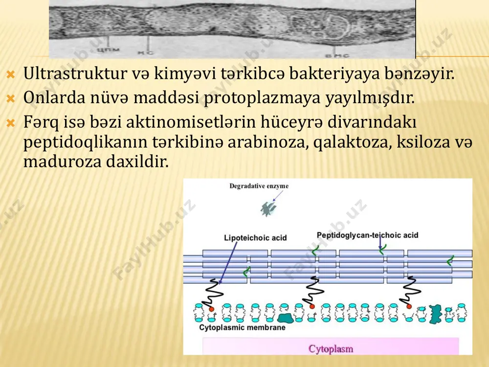 aktinomisetlərin morfolojiyasi - Page 4