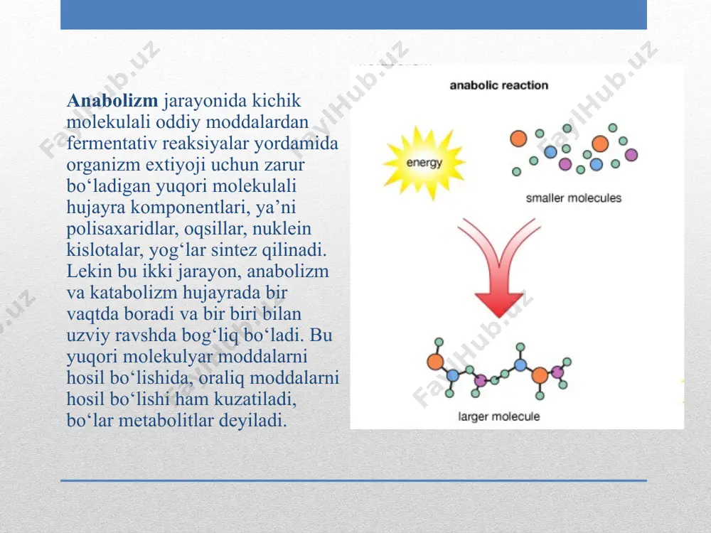 moddalar almashinuvi. metabolizm.tirik organizmlardagi plastik almashinuvi - Page 5