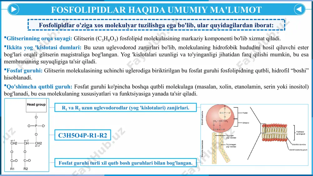 umkin va nevrologik sharoitlar bilan bog'liq. fosfolipidlar almashinuvi buzilishining patofiziologiyasi fosfolipidlar almashinuvi buzilishlarining patofiziologiyasi fosfolipidlarning sintezi, qayta tuzilishi va degradatsiyasining buzilishi hujayra disfunktsiyasi va turli kasalliklarga qanday olib kelishini o'rganishni o'z ichiga oladi. fosfolipidlar hujayra membranalarining ajralmas tarkibiy qismi bo'lib, ularning metabolizmi hujayra yaxlitligini, signalizatsiya va energiya gomeostazini saqlash uchun juda muhimdir. fosfolipid almashinuvi buzilganda, bu fiziologik va patologik oqibatlarga olib kelishi mumkin, ayniqsa asab tizimi, jigar va immunitetga ta'sir qiladi. quyida ushbu kasalliklar bilan bog'liq patofiziologik mexanizmlarning batafsil o'rganilishi keltirilgan. patofiziologik o'zgarishlarning mexanizmlari fosfolipidlar almashinuvining buzilishi turli mexanizmlar orqali ushbu muhim funktsiyalarning o'zgarishiga olib kelishi mumkin: membrananing yaxlitligini buzish o'zgartirilgan tarkibi: fosfolipidlar turlarining nomutanosibligi lipid ikki qavatining strukturaviy yaxlitligini buzishi mumkin, bu esa membrana o'tkazuvchanligini oshirishga va hujayra funktsiyasining o'zgarishiga olib keladi. masalan, fosfatidilxolinning kamayishi membrana suyuqligiga va membrana oqsillarining funksionalligiga ta'sir qilishi mumkin. membrananing shikastlanishi: ba'zi fosfolipidlarning to'planishi oksidlovchi stress va yallig'lanishga olib kelishi mumkin. masalan, ortiqcha sfingolipidlar …