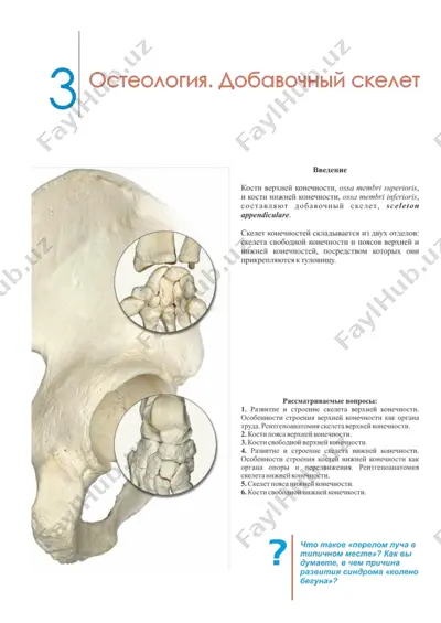 osteologiya. dobavochniy skelet — PDF