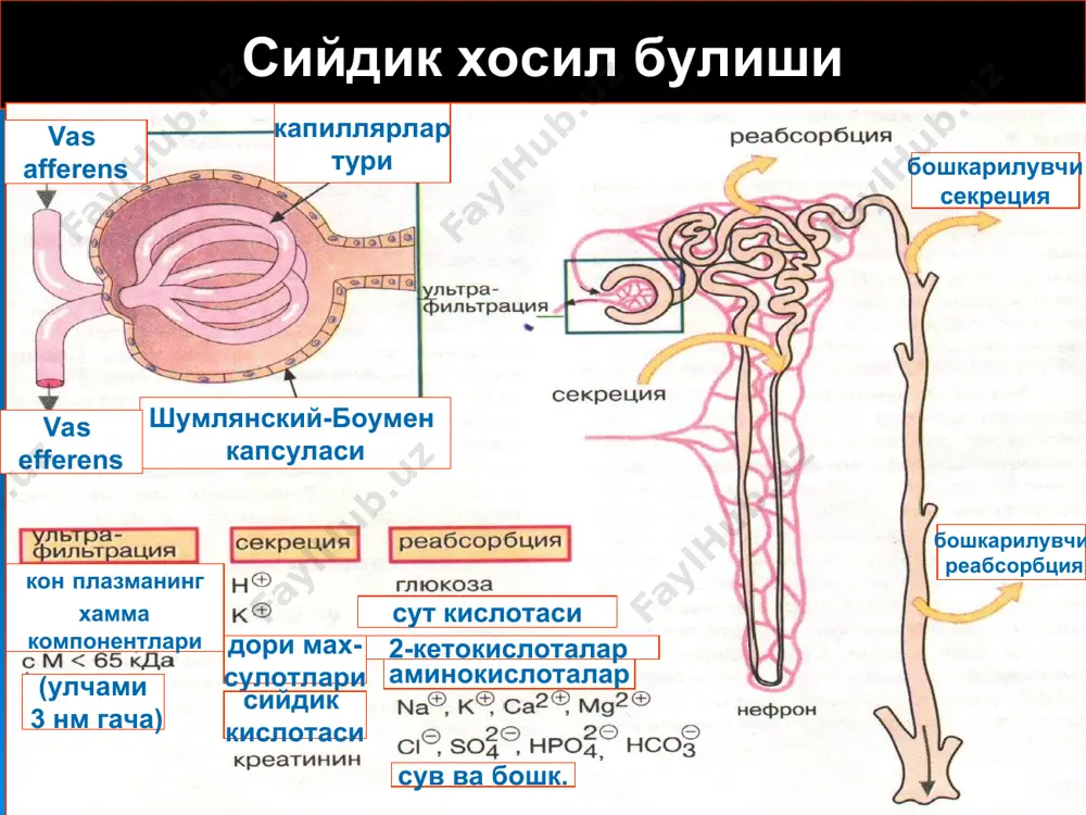 льфосфатлар; хар кандай реакцияда: оксалатлар хамма тузлар кам микдорда аникланади. сийдик чукмаларининг хужайравий таркиби ничепоренко усули буйича сийдикдаги чукмаларни текшириш лейкоцитлар 4000гача, эритроцитлар- 1000гача 1 млда; цилиндрлар- 0-1та 4 та хисоблаш камерада амбурже усули эритроцитлар 1,5-102 /мин гача лейкоцитлар 2,5-102 /мин гача каковского-аддиса усули эритроцитлар (1-2)ч106 /сут лейкоцитлар (1-4)ч106 /сут цилиндрлар 2ч104 /сут гача зимницкий синамаси сийдикнинг суткалик микдори ичилган суюкликнинг 65-75% ташкил килади. суткалик диурезнинг 2/3-3/4 кисмини кундузги диурез ташкил килади. солиштирма зичлиги 1004-1024. буйракнинг функционал синамалари реберг синамаси сийдик ва кондаги креатининни аниклаш коптокча фильтрацияси 75 — 125 мг/мин. реабсорбция 98,2—98,8%. индигокармин чикарилишига синама 20 мл 0,4% индигокармин эритмасини вена ичига юбориш 5 — 10 миндан кейин буялган сийдикнинг чикарилиши каналчалар секрециясининг киймати фенол кизилни чикарилиши юборилган буёкнинг 15минутдан кейин 25% ва ундан купроги чикарилади умумий сийдик анализи эрталабки сийдикнинг нисбий зичлиги янги тугилган 1012 1 ёшгача 1002-1006 катталар 1008-1026 зимницкий синамаси буйича максимал зичлиги 1020 дан юкори …