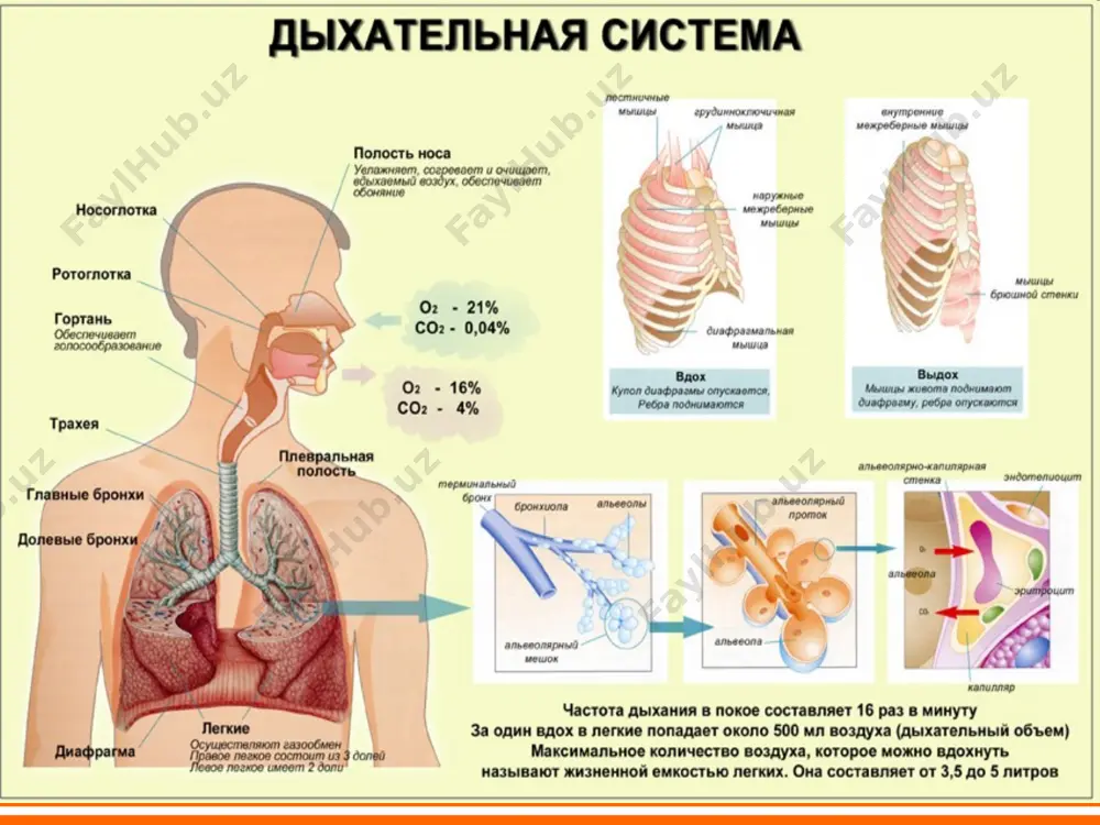 осон ўтади кичик бронхлар ва бронхиоллар тор ва мушак тўқималар яхши ривожланмаган бронхлар тармоқланиши билан асосланувчи алоҳида сегментларни нотўғри дренирланиши – патологик жараёнга иккала ўпканинг i, ii, ix, x, yi сегментлари ва чап ўпканинг iy, v сегментларини жалб қилиш. эластик элементлар ва сурфактант етишмаслиги – ўпканинг зичлиги, ателектаз ва эмфизема ривожланишига мойиллик. мукоцилиар клиренс етарли бўлмаслиги – ёд жисмлар чиқиб кетишини қийинлашиши. интерферон ва иммуноглобулинлар синтези етарлимас (ig a) – иммун жавобининг тўлақонли эмаслиги ўпка паренхимаси тўлақонли, яхши васкуляризацияланган интерстициал туқимага бой. зотилжам ривожланишига олиб келувчи преморбид омиллар чала туғилиши оғир перинатал патология: хомила ичи гипоксияси, асфиксия, туғилишдаги жароҳатлар қайт қилиш ва қусиш синдроми сунъий озиқлантириш конституция аномалияси рахит камқонлик овқатланиш бузилиши туғма юрак пороги муковисцидоз ўпка ривожланиши пороги жарроҳлик аралашувлари ирсий иммунитет етишмаслиги гиповитаминозлар лор-органлар инфекциясининг даврий ўчоқлари чекиш (пассив) зотилжам патогенези асосий юқиш йўллари инфицирланиш йўллари микроорганизмы бурун халқумдан секрет аспирацияси str. pneum., h. influenzae, грамо манфий бактерия, …