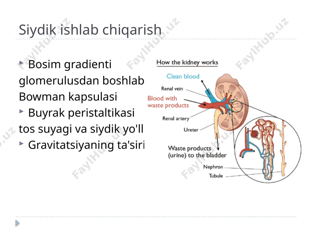 muhim etiologiyasi hisoblanadi. 60 yoshdan keyin siydik yo'llarining obstruktsiyasi ko'pincha prostata gipertrofiyasi tufayli erkaklarda uchraydi; prostata saratoni vaqti-vaqti bilan sodir bo'ladi. yosh pediatrik bemorlarda orttirilgan yoki tug'ma siydik yo'llarining strikturasi, tug'ma ureteropelvik birikma (upj) yoki ureterovezikal birikma (uvj) obstruktsiyasi, vezikoureteral reflyuks va urolitiyozni o'z ichiga oladi. 7 etiologiya obstruktsiya turlari mexanik blokada ichki tashqi funktsional nuqsonlar tug'ma siydik oqimining obstruktsiyasi ichki yoki tashqi mexanik blokada, shuningdek siydik chiqarish tizimining qattiq tiqilib qolishi bilan bog'liq bo'lmagan funktsional nuqsonlar natijasida yuzaga kelishi mumkin. mexanik obstruktsiya siydik yo'llarining har qanday darajasida, buyrak bo'shlig'idan tashqi uretraning go'shtigacha bo'lishi mumkin. utereropelvik va ureterovezikal birikmalar, siydik pufagi bo'yni va siydik yo'llari go'shti kabi oddiy torayish joylari keng tarqalgan obstruktsiya joylari hisoblanadi. quviqning tiqilib qolishi siydik pufagi darajasidan yuqori bo'lsa, siydik yo'llarining bir tomonlama kengayishi (gidroureter) va buyrak piyelokalitsial tizimi (gidronefroz) paydo bo'ladi; siydik pufagi darajasida yoki undan past bo'lgan lezyonlar ikki tomonlama aralashuvga olib keladi. 8 …