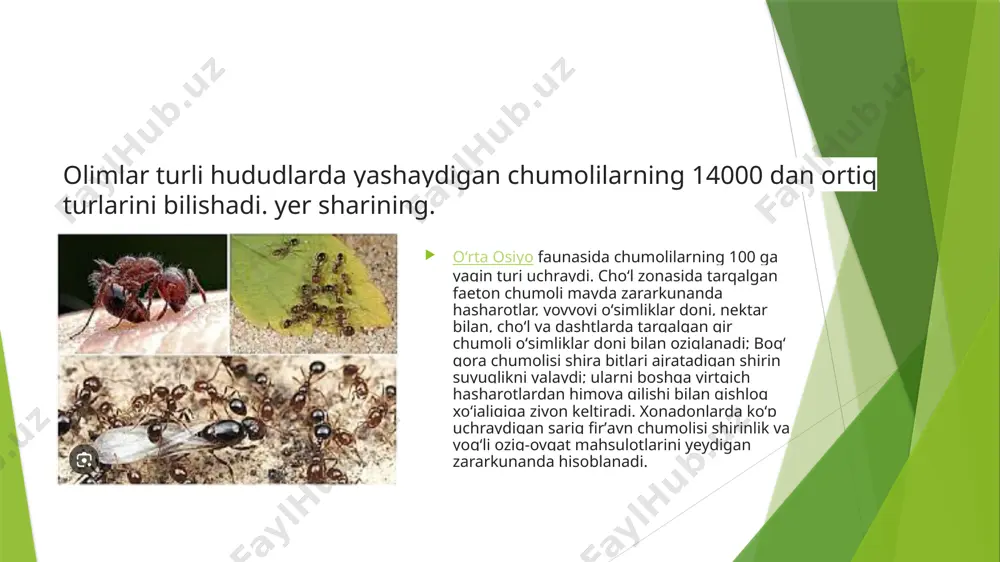 chumolilar haqida malumot - Page 5