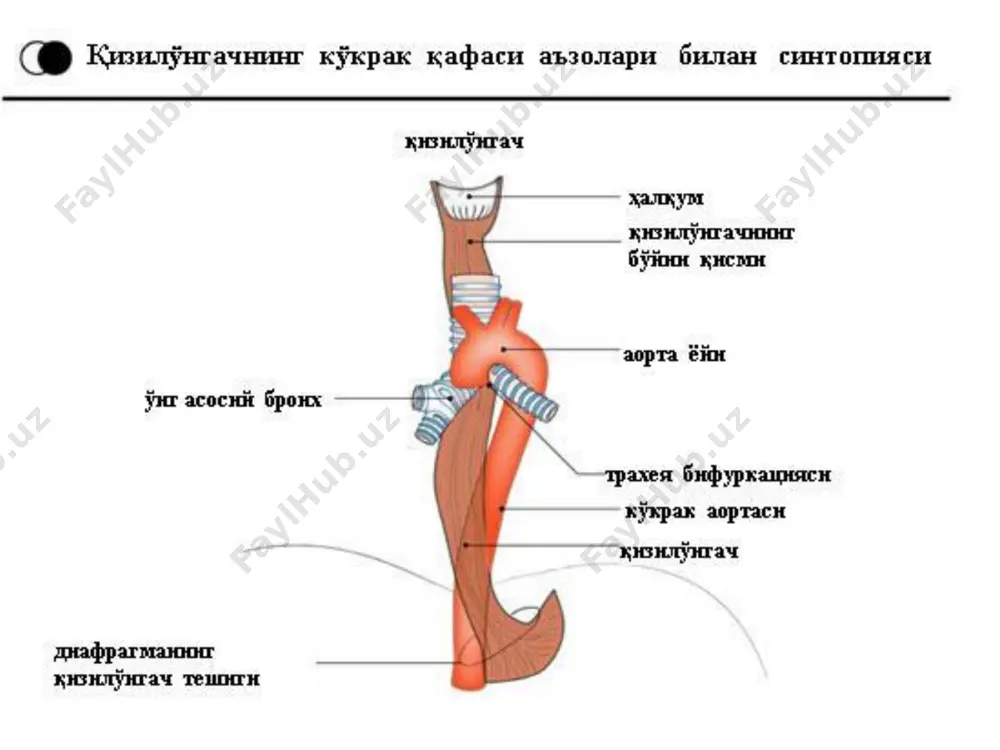 doskopik tekshirish usullari radioizotop tekshirish usullari(tashqi va bo‘shliqga kirish bilan) ultratovush tekshirish usuli qizilo‘ngach ichi ph-metriyasi qizilo‘ngach motorikasini tekshirish kompyuter tomografiya qizilo‘ngachni endoskopik tekshirish usuli i. rivojlanish nuqsonlari 1. tug'ma qizilo'ngach atreziyasi va qizilo'ngach-traxeal oqmalar 2. qizilo'ngach tug'ma stenozlari 3. qizilo'ngach tug'ma membranoz diafragmasi 4. tug'ma kalta qizilo'ngach 5. tug'ma ezofageal kistalar 6. tomirlar anomaliyasi ii. jarohatlar 1. travmatik jarohatlar – tashqi va ichki 2. qizilo'ngach kuyishi va uning asoratlari iii. qizilo'ngach kasalliklari 1. divertikullar - pulsion va traktsion 2. yallig'lanish kasalliklari - ezofagit iv. qizilo'ngach o'sma kasalliklari 1. havfsiz o'smalar 2. havfli o'smalar v. qizilo'ngach motorikasini buzilishi (kardiospazm) 1. axalaziya 2. ezofagospazm qizilo'ngach kuyishi - bu agressiv kimyoviy, termik yoki radiaktiv moddalarning bevosita ta'siri natijasida qizilo'ngach to'qimalarining shikastlanishidir. bu jarohat bilan og'rigan bemorlarning taxminan 70%(1-3 yoshli) bolalardir. qizilo'ngachning eng keng tarqalgan shikastlanishi kimyoviy kuyishdir. qizilo'ngachning kuyishi kontsentrlangan kislota (sirka, xlorid, oltingugurt), gidroksidlar (kaustik soda, natriy gidroksid, natriy gidroksid), boshqa …