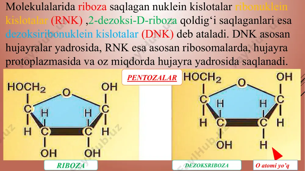 yasi nuklein kislotalarning ikkilamchi tuzilishi azot asoslari o'rtasida vodorod bogʻlari bilan gidrofob bogʻlar yuzaga kelishi, ya'ni kuchsiz o'zaro ta'sirlar hisobiga hosil boʻladi. shu munosabat bilan xuddi oqsillarga o'xshab oʻrtacha darajadagi ta'sirlar natijasida nuklein kislotalar denaturatsiyaga uchrashi mumkin. nuklein kislotalar 70-100°c gacha qizdirilganda, shuningdek, kuchli kislotali yoki ishqorli muhitlarda, mochevina qoʻshilganida denaturatsiya yuz beradi. vodorod bogʻlari bilan gidrofob bogʻlar uzilishi natijasida zanjirlar bir biridan qochib, tartibsiz koptokcha shakliga kelib qoladi. qizdirish yo'li bilan denaturatsiyaga uchratilgan nuklein kisota eritmasi sovutilsa, u holda uzilgan bogʻlar yana tiklanadi va muayyan sharoitlarda dastlabki (denaturatsiyadan oldingi) preparat strukturalarga o'xshab ketadigan qoʻsh spiralli spirallar hosil boʻladi, ya'ni renativatsiya hodisasi yuzaga keladi. denaturatsiya va renativatsiya hodisalalariga molekulalarni duragaylash usuli asoslangan. dnk replikatsiyasida dnk ning aloxida zanjirlari yangi dnk sintezi uchun namuna (shablon) boʻlib boshlang'ich dnk ning aniq nusxasi koʻrinishdagi ikkita yangi komlementar spirallarni hosil qiladi. e’tiboringiz uchun rahmat! image1.png image2.png image3.png image4.jpg image5.png image6.png image7.png image8.png image9.png image10.png …