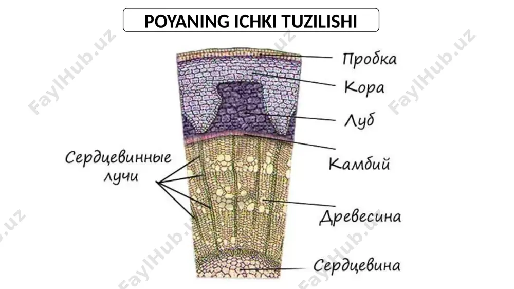 suhrob ergashev novda tuzilishi - Page 5