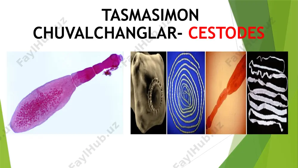 bilan tula buladi, kobikning ichki kavatida kup sonli kizlik – nevaralik pufakchalari shakllanadi plerotserkoid – choʻziq qattiq tanachaga ega, bosh qismida yopishadigan – egatchasi bor – serbar (keng) tasmasimon chuvalchang finnasi. tasmasimon chuvalchanglar- cestodes qoramol soliteri- taeniarhynchus saginatus cho’chqa soliteri- taenia solium pakana gijja- hymenolepis nana keng tasmasimon chuvalchang- diphyllobothrium latum exinokokk- echinococcus granulosus alveokokk- alveococcus multilocularis qoramol soliteri- taeniarhynchus saginatus qoramol solityori – taeniarhyn-chus saginatus teniarinxoz kasalligining qoʻzgʻatuvchisi xayotiy sikli: asosiy xoʻjayin odam, oraliq xoʻjayini yirik shoxli xayvonlar, koʻp sonda tuxumini yetilgan boʻgʻim bilan ajratadi. oraliq xoʻjayin uchun invazion bosqich tuxumi, u qoramol organizmiga ifloslangan oʻtlar, bilan tushadi. qoramol oshqozonida tuxumdan ilmoqli lichinka – onkosfera chiqadi, u ichak devoridan qon tomirlarga oʻtib muskullar va boshqa toʻqimalarga boradi va sistatserkga (finnaga) aylanadi. sistatserk odam uchun invazion xisoblanadi. odamga yaxshi pishirilmagan finnali goʻsht orqali yuqadi, ichakda finnadan parazit chiqib yetuk shaklga aylanadi morfologiyasi: uzunligi 4-10 m, skoleksida 4 ta soʻrgʻichi bor, …