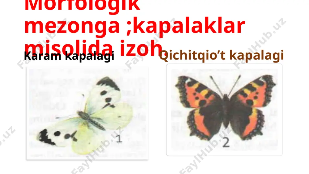 vlodlarni oilalarga ,oilalarni turkumlarga,turkumlarni sinflarga birlashtiradi.u o’simlik va hayvon turlarini ayrim belgilarinigina asoslangan holda suniy sistemasni yaratadi. jan batist lamark jan batist lamark ,,umrtqasiz lar’’va ,,biologiya’’atamasini birinchi bo’lib fanga kiritgan.uning evolyutsiayga doir fikrlari ,,`zoologiyaga kirish’’va ,,zoologiya falsafasi’’nomli asarlarda bayon qilingan.laamark barcha hayvonlarni 14 sinfga ajratgan. charliz darvin va bigl kemasining mashruti qoramol zotlari va uning ajdodlari; yashash uchun kurash bir turga mansub organizmlar orasidagi kurash organizmlarning anorganik tabiatning noqulay sharoyitlarga qarshi kurashi har xil turga mansub organizmlar orasidagi kurash turlararo kurash 1-baliq yeyayotgan suvkesar 2-ilonburgut o’ljasi bilan yo’ng’ichqani bo’g’ayotgan zarpechak tur ichida kurash bir turga kiruvchi daraxtlar orasidagi kurash stabillashtiruvchi tanlanish ot evolyutsiyasi-harakatlantiruvchi tanlanish natijasidir dizruptiv tanlanish hayvonlarda himoya rangi hayvonlarda himoya rangi 1-beshiktervatar 2-chupchik 3-ko’l buqa hayvonlarda maskirovka ;dengiz toychasi ,lattachi baliq,dengiz masharabozi,ninabaliq hayvonlarda ,,ogohlantiruvchi,, rang va mimikriya hodisasi 1-belyanka 2-zaharli gelekonius kapalagi 3-oynasimon kapalak 4-g’o’ng’illovchi pashsha hayvonlarda ,,ogohlantiruvchi,, rang va mimikriya hodisasi -zaharli korall aspidi va amerika suv …
