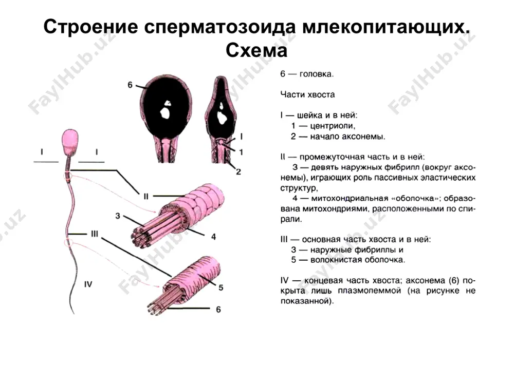 ка; 2) белковая оболочка; 3) волокнистая оболочка; 4) скорлупа. млекопитающие блестящая оболочка, зернистая оболочка (из фолликулярных клеток), 3) соединительнотканная оболочка (тека; имеется только в яичнике). фазы оплодотворения 1. сближение и дистантное взаимодействие гамет 2. контактное взаимодействие гамет 3. проникновение сперматозоида (точнее, его ядра и центриолей) в ооцит ii. после этого происходят ещё два важных процесса: 5. второе мейотическое деление (у млекопитающих) и 6. подготовка зиготы к дроблению 1) полное синхронное равномерное 2) полное синхронное неравномерное 3) меробластическое (неполное) типы дробления и бластулы беспозвоночные и примитивные хордовые яйцеклетка – алецитальная (или первично олиго- и изолецитальная). дробление – полное и равномерное. образуется целобластула хрящевые рыбы, амфибии яйцеклетка – мезолецитальная. дробление - полное, неравномерное, асинхронное. образуется амфибластула костистые рыбы, пресмыкающиеся, птицы яйцеклетка - резко телолецитальная. дробление - частичное (неполное). формируется дискобластула типы дробления и бластулы млекопитающие (в том числе человек) яйцеклетка – вторично олиголецитальная. дробление – полное, асинхронное, неравномерное. образуется бластоциста (зародышевый пузырёк). …