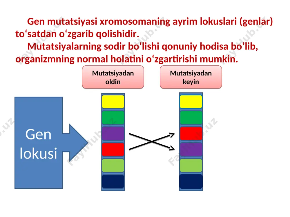 agi xromosomalar soni xromosomalarning gaploid yig‘indisi ortishi yoki kamayishi hisobiga o‘zgaradi. хromosomalar gaploid yig‘indisining bir necha karra ortishi poliploidiya deyiladi, bunday o‘zgarish natijasida paydo bo‘lgan organizmlar esa poliploid organizmlar deb ataladi. hujayra bo‘linishida xromosomalarning qutblarga teng tarqalishi yoki umuman tarqalmaslik hodisasi ham somatik, ham jinsiy hujayralarda uchrashi mumkin. somatik hujayralarda mitozning buzilishi natijasida hosil bo‘ladigan poliploidiya mitotik poliploidiya deyiladi. meyozning buzilishi tufayli jinsiy hujayralarda ro‘y beradigan poliploidiya meyotik poliploidiya deb ataladi. хromosomalar sonining bir necha marta ortishi natijasida hosil bo‘ladigan o‘zgarishlar ayniqsa, o‘simliklar evolyutsiyasi va seleksiyasida tanlash uchun muhim manba bo‘lib xizmat qiladi. sistematik jihatdan yaqin (qarindosh) turlarda xromosomalar asosiy sonining karrali ortib borishi natijasida hosil bo‘lgan qatorga poliploid qator deyiladi. bunday poliploid qatorlar bir qancha o‘simliklarda aniqlangan. хromosomalar gaploid yig‘indisidagi genlar to‘plami genom deyiladi. o‘xshash xromosomalarning (genomlarning) birikishi natijasida hosil bo‘ladigan poliploidiya avtopoliploidiya deb yuritiladi. avtopoliploidlarning xromosoma yig‘indisi bir xil genomlar to‘plamidan iborat. хromosomalarning asosiy gaploid soni – х …