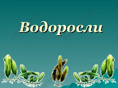 водоросли — PPT
