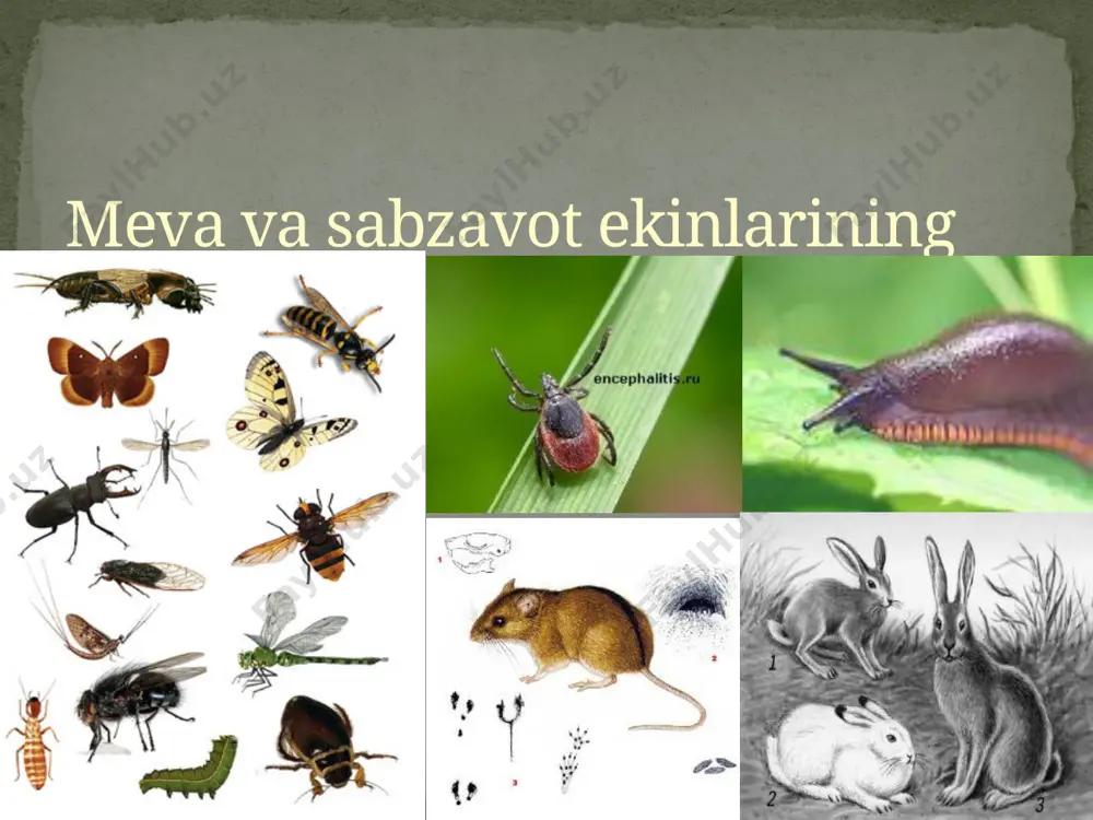 a) 2.х.x. kimsanboyev, b.a. sulaymonov, a.r. anorbayev, a.a. rustamov entomologiya va fitopotologiya образец текста второй уровень третий уровень четвертый уровень пятый уровень image11.jpeg image3.jpeg image4.jpeg image5.jpeg image6.jpeg image7.jpeg image8.jpeg image9.jpeg image10.jpeg image12.jpeg image13.png image14.jpeg image15.jpeg image16.jpeg image17.jpeg image18.jpeg image19.jpeg image20.jpeg image21.jpeg image22.png image23.jpeg image24.jpeg image25.jpeg image26.png image27.jpeg image28.jpeg image29.jpeg image30.jpeg image31.jpeg