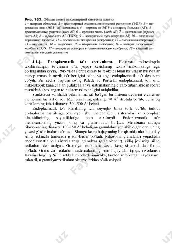 masi ekanligini aniqladilar. strukturasi va shakli bilan xilma-xil bo’lgan bu sistema devorini elementar membrana tashkil qiladi. membrananing qalinligi 70 a0 atrofida bo’lib, dumaloq kanallarning ichki diametri 300-500 a0 keladi. endoplazmatik to’r kanalining ichi suyuqlik bilan to’la bo’lib, tarkibi protaplazma matriksiga o’xshaydi, shu jihatdan golji sisternalari va xloroplast tilakoidlarining suyuqliklariga ham o’xshaydi. endoplazmatik to’r membranasining yuzasi silliq va g’adir-budur bo’ladi. membrana sathiga ribosomaning diametri 100-150 a0 keladigan granulalari yopishib olganidan, uning yuzasi g’adir-budur ko’rinadi. shunga ko’ra hujayraning bir qismida ular butunlay silliq, ikkinchi tomonida g’adir-budur bo’ladi. ribosoma granulalari yopishgan endoplazmatik to’r sisternalariga granulyar (g’adir-budur), silliq joylariga silliq retikulum deb atalgan. granulyar retikulum yassi, keng sisternalardan iborat bo’ladi. granulyar retikulum sisternalarining soni hujayralar tipiga, rivojlanish fazasiga bog’liq. silliq retikulum odatda ingichka, tarmoqlanib ketgan naychalarni eslatadi, u granulyar retikulum sisternalaridan o’sib chiqadi. -rasm. donador endoplazmatik to‘rning tuzilish donador endoplazmatik to‘r. a-elektron mikroskopik foto; b-donachali et sxemasi; c ribosoma; d-et ning transport funksiyasi. 1-sitozol; …