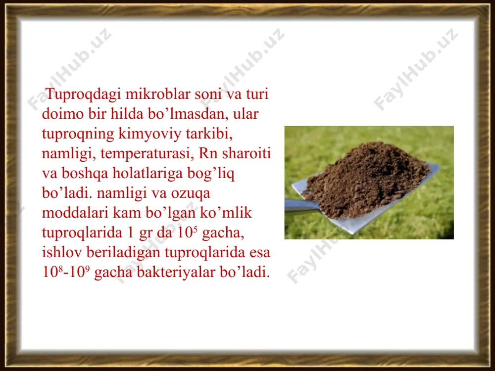 mikroorganizmlar ekologiyasi inson tana normal mikroflorasi - Page 5