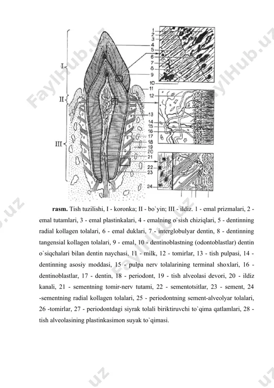 emal plastinkalari - emal mineralizasiyasining ingichka bargsimon defektlari bo`lib, emal oqsillarini va og`iz bo`shlig`idan organik moddalarni tutadi. emal duklari - kalta to`g`nog`ichsimon yoki dugsimon tuzilmalar bo`lib, emalning ichki uchdan bir qismida joylashgan, o`zaro perpendikulyar bo`lib, dentin-emal chegarasida joylashadi, kam minerallashgan. taхminan emal hosil qilishda ishtirok etmaydigan, lekin u bilan o`ralib qolib ketgan ameloblastlarning qoldiqlari deb qaraladi. emal tutamlari - mayda konussimon tuzilmalar bo`lib, ularning uchlari dentin-emal chegarasiga perpendikulyar yotadi, kam ohaklangan emal va prizmalararo modda tutadi. dentin-emal birikmalari - dentin yuzasidagi anastomozlar hosil qilib birlashgan tutamlar, emalga botib kirib turadi. emal kutikulasi - emalni yupqa parda bo`lib qoplab turadi, unda 2 qavat farqlanadi: 1) birlamchi kutikula (nasmit pardasi) – glikoproteinlarning gomogen qavati; 2) ikkilamchi kutikula - tashqi qavati, emal a`zosining reduksiyaga uchragan epiteliysidan iborat. dentin - ohaklangan hujayralararo moddadan iborat bo`lib, unda dentin naychalari o`tadi, ularda odontoblastlarning o`siqchalari bo`ladi, hujayralarning tanalari pulpaning periferik qismida joylashadi. naychalar orasida - intertubulyar dentin …