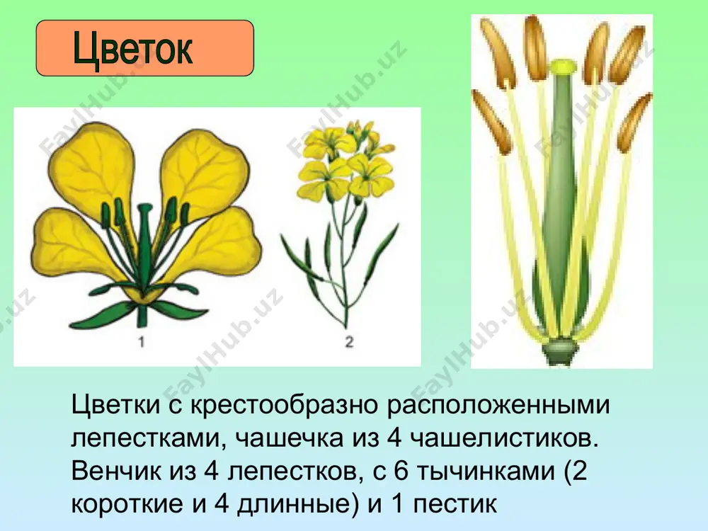 семейство крестоцветные - Page 4