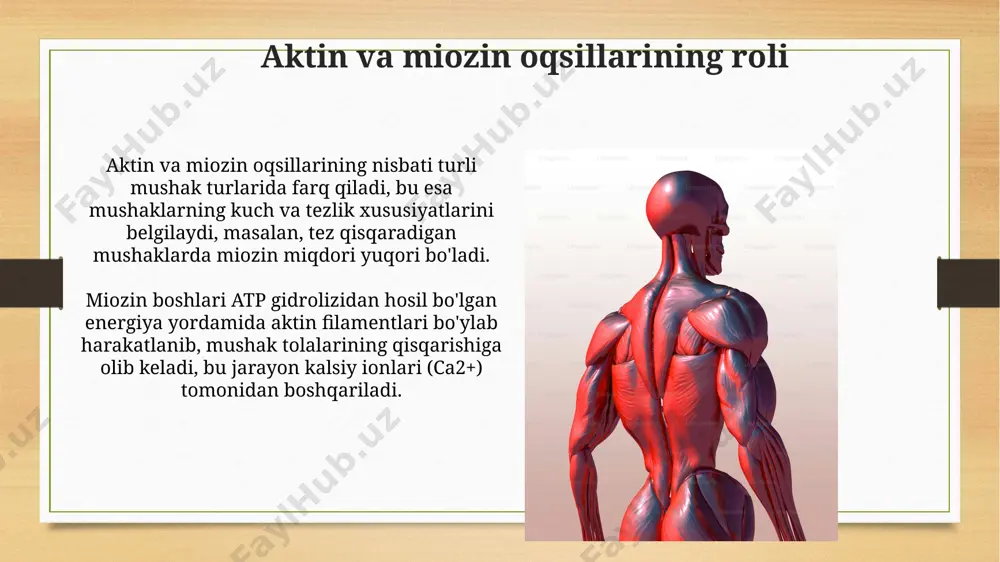 muskullar ularning tuzilishi va topografiyasi - Page 5