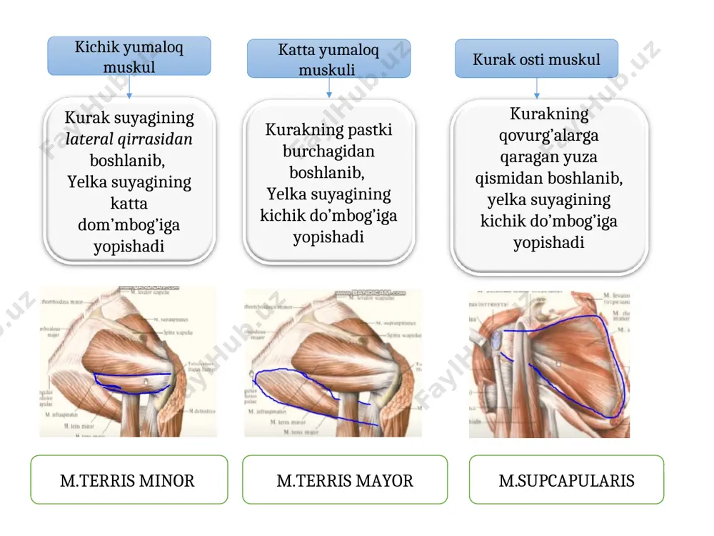 yopqich muskul payi b,n tashqariga chiqb katta kost chuqrchasiga yopishadi quymich dombog’idan boshlanib, sonning kostlar aro g’adr budiriga yopishadi yopqich teshik va uning membranalari tashqi yuzasidan boshlanib, son suyagining katta kost chuqrchasiga yopishadi yonbosh suyagining tashqi yuzasidan, dumg’aza va dum suyaklaridan boshlanib, son suyagining dumba gadr budiriga yopishadi dumbaning katta muskuli ostida joylashgan, yonbosh suyagining tashqi yuzasidan, keng boshlanib, son suyagining katta kostiga yopishadi chanoq yonbosh bel m.psalas mayor kichik bel m.psalas minor yonbosh muskuli m.ilyacos sonning katta mus m.bluteus maxsimus sonning o’rta mus m.bluteus medius noksimon mus m,,periformus ichki yopqich mus m,,aptratorus internus egizak mus m,,gemmenius superior, inferiror sonning kvadratsimon mus m,,kvadrats hemerius son muskuli oldingi orqa medial 4 boshli mashinachalar taroqsimon s,yaqnlashtrvchuzun m nozik muskul s,yaqnlashtrvchkatta m yarim parda muskil 2 boshli muskuli yarim pay muskil 1. to’g’ri b, yonbosh suyagining pastki o’s’igidan o’rtadagi serbar muskul. son suyagining oldingi yuzasidan boshlanadi 2. medial tomondagi serbar muskul son suyagi …