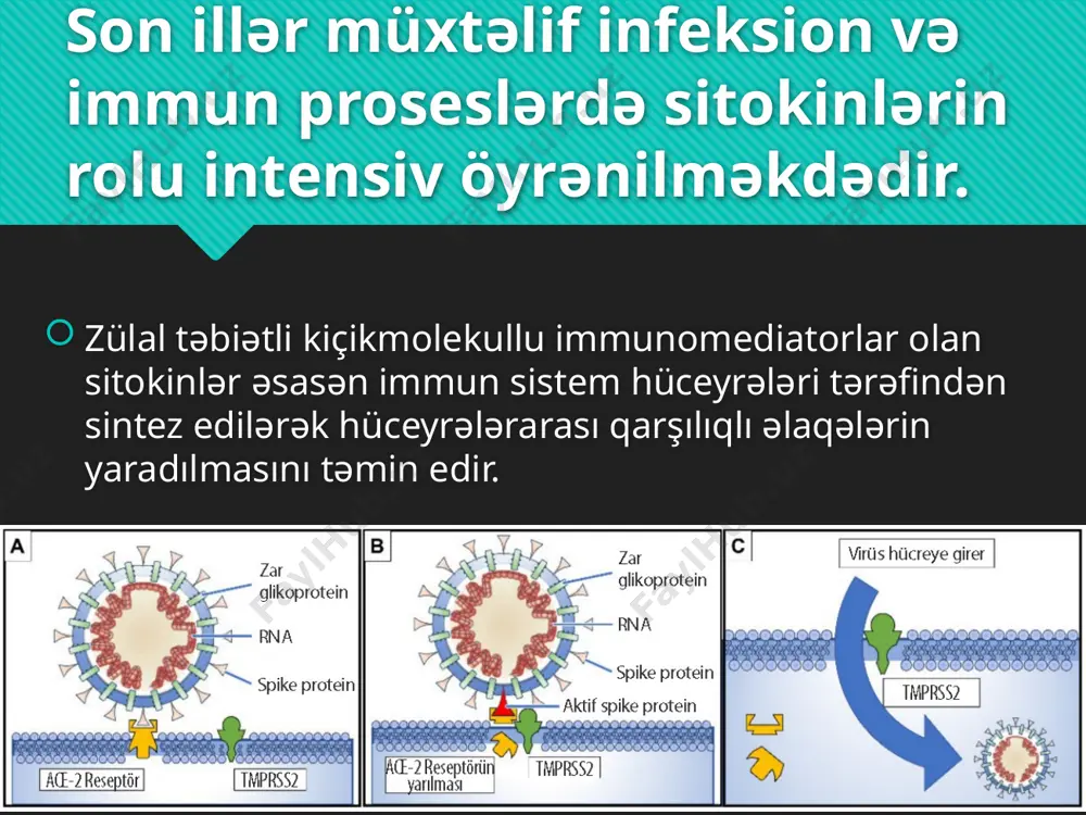 , -6, -12, a-șna və s.) 2. i̇mmun iltihab mediatorları (i̇l-5, -9,-10, 7-i̇fn və s.) 3. limfositlərin proliferasiya və differensiasiya tənzimləyiciləri (il 2,-4, -13 və s.) 4. hüceyrələrin inkişaf amilləri və ya klonstimullaşdırıcı amillər (i̇l-3, -7, qm-ksa və s.) 5. xemokinlər, yaxud hüceyrə xemoattraktantları (i̇l-8 və s.) hal-hazırda inteleykinlərin 20-yə qədər növü məlumdur. onları ərəb rəqəmləri ilə işarə edirlər. i̇l-1 ilk dəfə kəşf edilən interleykinlərdəndir. praktik olaraq eyni aktivliyə malik iki formada (ail-1 və bil-1) mövcuddur. əsas produsientlərinin monosit və makrofaqlar olmasına baxmayaraq, o, həmçinin limfositlər, endotel hüceyrələri, fibroblastlar, təbii killerlər, neytrofillər və s. tərəfindən sintez edilir. mərkəzi sinir sisteminin qliya və endotel hüceyrələri tərəfindən də sintez edilir. çox geniş təsir spektrinə malik olan i̇l-1 əsasən immunoloji və iltihab reaksiyalarında iştirak edir immunoloji cavab reaksiyalarının ilk mərhələsində - antigen stimulu haqqındakı məlumatın makrofaqlardan t-helperlərə ötürülməsində qeyri-spesifik rol oynayır. i̇l-1 yerli və sistem siqnal rolu təsir göstərir, iltihab ocağında hüceyrələri aktivləşdirir …