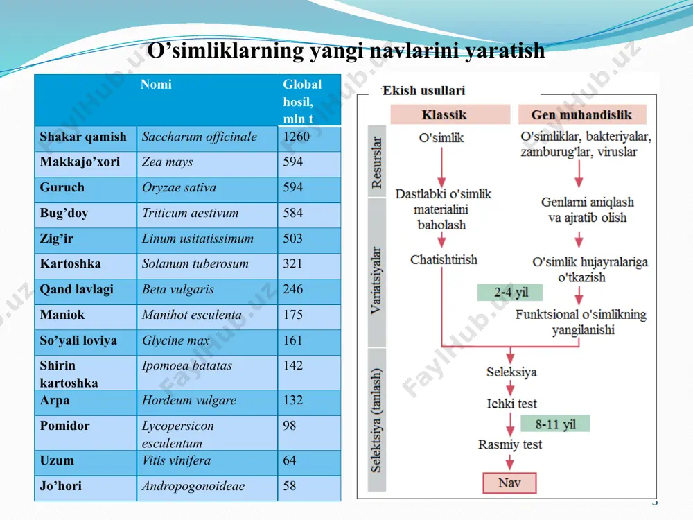 angan. 12 1977 yilda chilton o'zini shogirdlari bilan koronchato'y gallni shishlari agrobakteriyalarni ti plazmidasini ma'lum qismini o'simlikni yadro dnk siga kiritish natijasida paydo bo'lishini isbotladilar. shunday qilib, ti plazmidani sigmenti (t-dnk) xromosomaga integrasiya qilinadi va o'simlikni tranformasiyalangan (shish) hujayrasini irsiy apparatini bir qismi bo'lib xizmat qiladi. agrobakteriyalarni ti plazmidani t-dnk sini o'simliklar xromosomasiga intergrasiyasi shish paydo bo'lishiga va shish hujayrasini sun'iy oziqa muhitida gormonga muhtojiz ravishda o'sishga olib keladi. bu har ikki hodisa bir biri bilan o'zaro uzviy bog'liq, chunki auksin va tsitokininlarni sintezini nazorat qilib turuvchi genlarni ekspressiyasi oqibatida gormonga muhtojsizlik kelib chiqadi va u hujayralarni tabaqasizlanishiga va proliferasiyasiga olib keladi. 13 ti plazmida o'simliklardagi yangi genlarni tabiiy vektori (tashuvchisi) bo'lib xizmat qiladi. agrobakteriyalar tomonidan induktsirovat qilingan shish hujayralar tomonidan auksin va tsitokininlarni sintez bo'lish yo'li, normal va "moslashgan" hujayralarnikiga qaraganda boshqacharoq. u oddiyroq va qisqa. mutagenlar yordamida t-dnk molekulasida gormonal faollikni o'zgarishini nazorat qilib turuvchi qsimni (uchastkani) aniqlash …