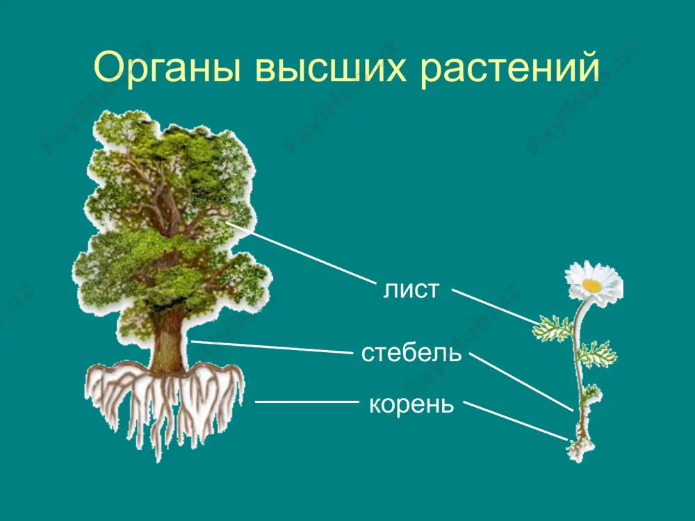 цветковые растения - Page 5