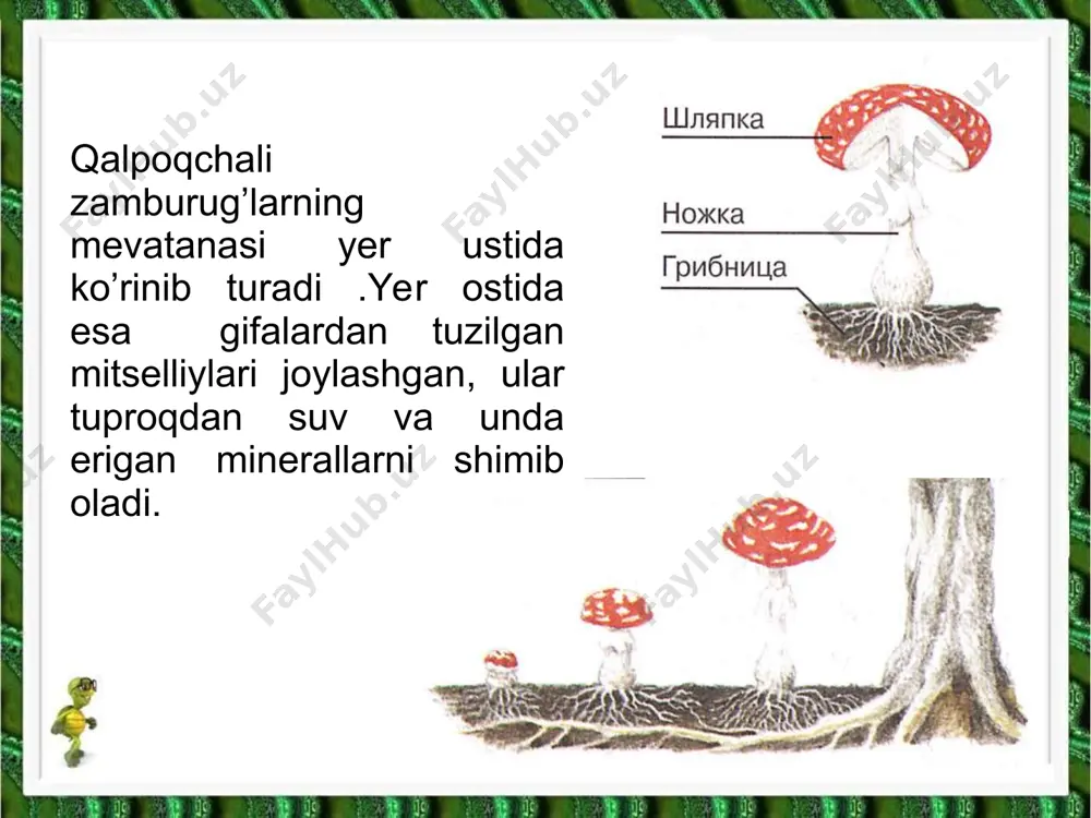 zamburug’lar dunyosida - Page 3